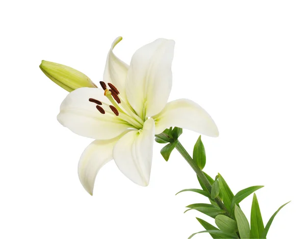 Beautifult Lily Flower Isolated White Background Saving Clipping Paths — Stock Photo, Image