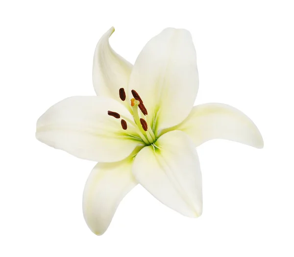 Beautifult Lily Flower Isolated White Background Saving Clipping Paths — Stock Photo, Image