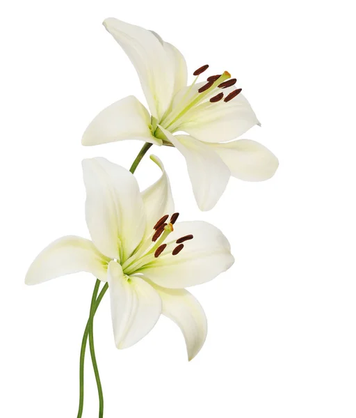 Lindos Lírios Flores Isoladas Fundo Branco — Fotografia de Stock