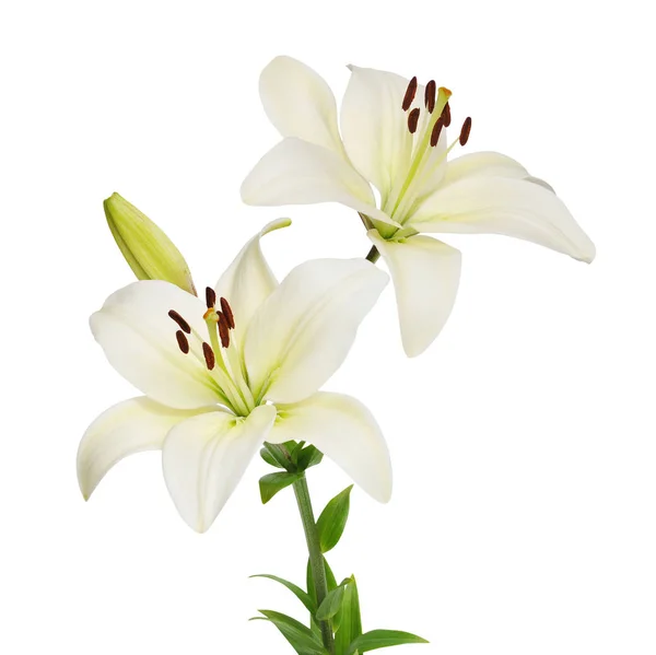 Beautifult Lily Blommor Isolerad Vit Bakgrund — Stockfoto