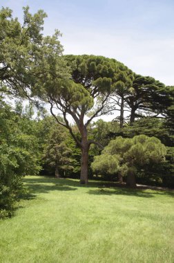 İtalyan çam Park. Botanik adı Pinus pinea.