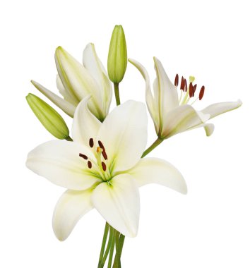 Beautifult lily flowers isolated on white background. clipart