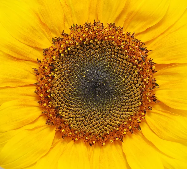 Соняшник Природний Фон Цвіте Соняшник Крупним Планом Соняшник — стокове фото