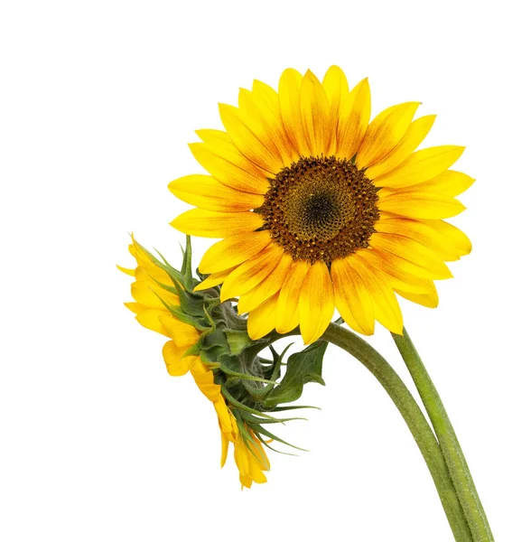 Beautiful Sunflower Isolated White Background Saving Clipping Paths — Stock Photo, Image