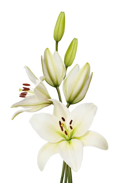 Beautifult Liliom Virágok Elszigetelt Fehér Background — Stock Fotó