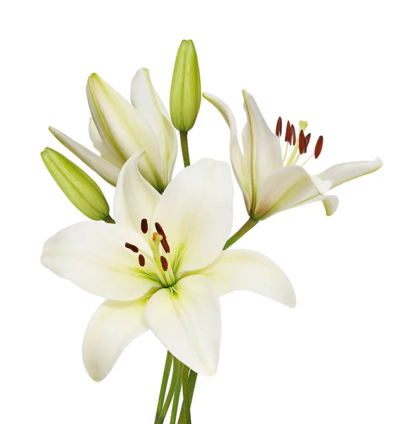 Hermosas Flores Lirio Aisladas Sobre Fondo Blanco — Foto de Stock