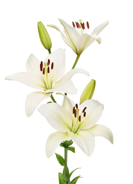Hermosas Flores Lirio Aisladas Sobre Fondo Blanco —  Fotos de Stock