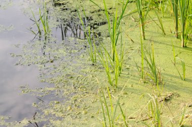 Çamur moss ve yosun, su kirliliği ekoloji bir kavram olarak bataklık.