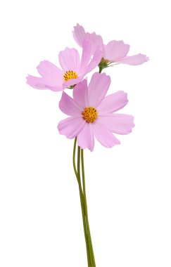 Beyaz bir arka plan üzerinde izole cosmos çiçekler. Kırpma yolları tasarruf.