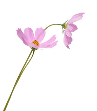 Beyaz bir arka plan üzerinde izole cosmos çiçekler. Kırpma yolları tasarruf.