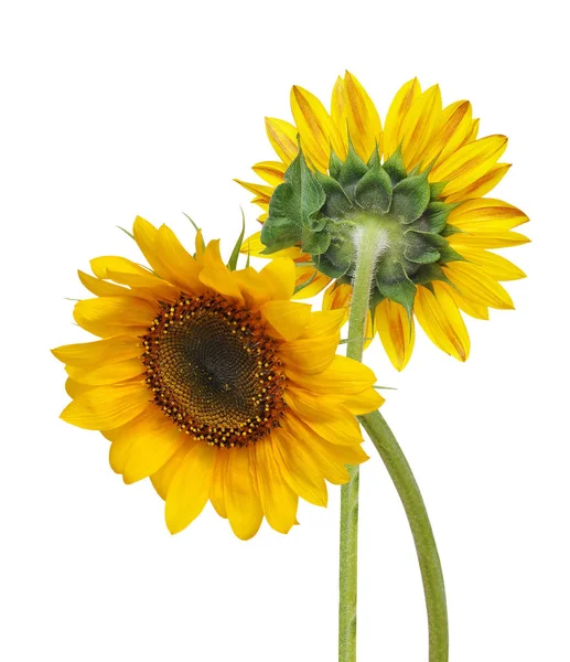 Bellissimo Girasole Isolato Sfondo Bianco — Foto Stock