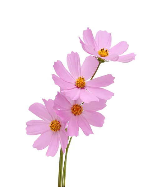 Cosmos Flowers Isolated White Background Saving Clipping Paths — Stock Photo, Image