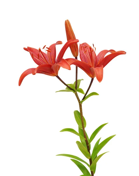 Красивый Цветок Лилии Изолированы Белом Фоне Сохранение Путей Обрезки — стоковое фото