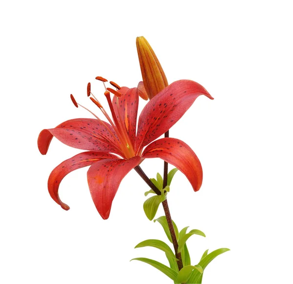 Hermosa Flor Lirio Aislado Sobre Fondo Blanco — Foto de Stock