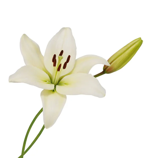 Beautifult Lily Flower Isolated White Background — Stock Photo, Image