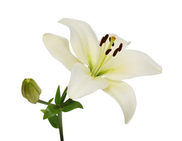 Hermosa Flor Lirio Aislada Sobre Fondo Blanco Ahorro Recorte Caminos — Foto de Stock