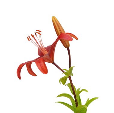 Beyaz arka plan üzerinde izole Beautifult lily çiçek.
