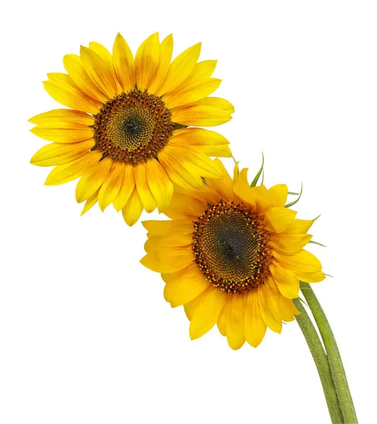 Frumoasă Floarea Soarelui Izolată Fundal Alb Salvarea Căilor Tăiere — Fotografie, imagine de stoc