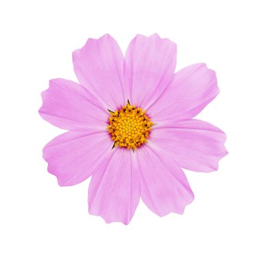Beyaz bir arka plan üzerinde izole cosmos çiçekler. Kırpma yolları tasarruf.