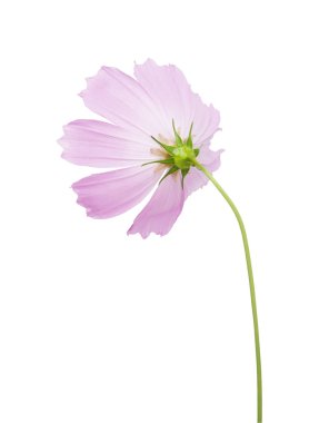 Beyaz bir arka plan üzerinde izole cosmos çiçekler. Kırpma yolları tasarruf.