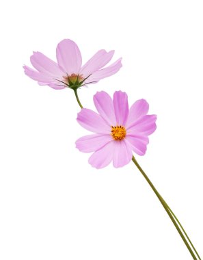 Beyaz bir arka plan üzerinde izole cosmos çiçekler. Kırpma yolları tasarruf.