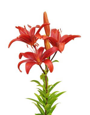 Beautifult lily çiçek beyaz arka plan üzerinde izole. Kırpma yolları tasarruf.