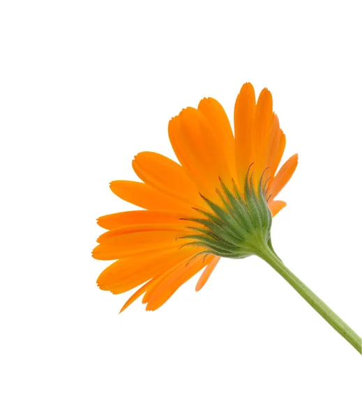 Fiore Calendula Isolato Fondo Bianco — Foto Stock