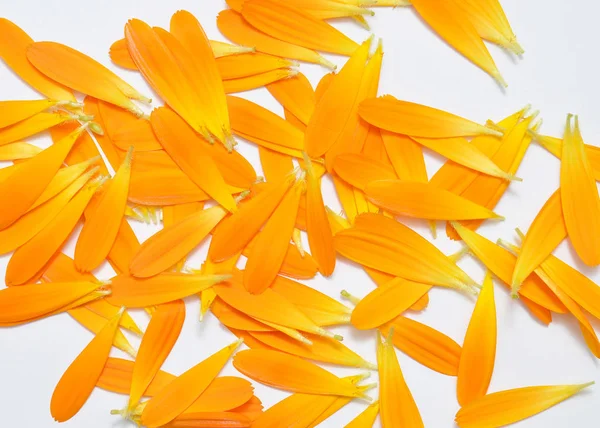 Calendula Petals White Background Top View — Stock Photo, Image