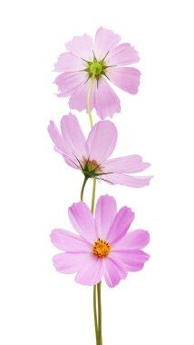 Beyaz bir arka plan üzerinde izole cosmos çiçekler. 