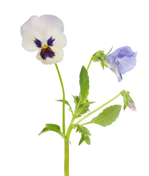 Los Maricones Florecen Aislados Sobre Fondo Blanco Macro Símbolo Diversión — Foto de Stock