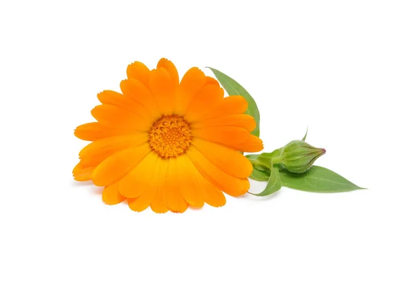 Fleur Calendula Isolée Sur Fond Blanc Sauvegarder Les Chemins Coupe — Photo