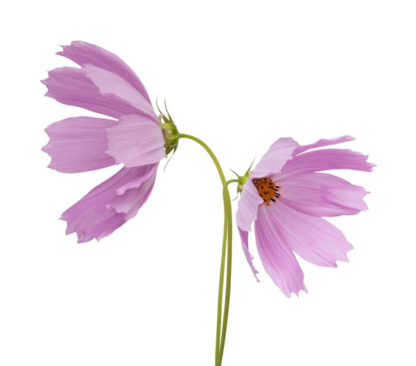 Cosmos Λουλούδια Απομονωθεί Λευκό Φόντο — Φωτογραφία Αρχείου