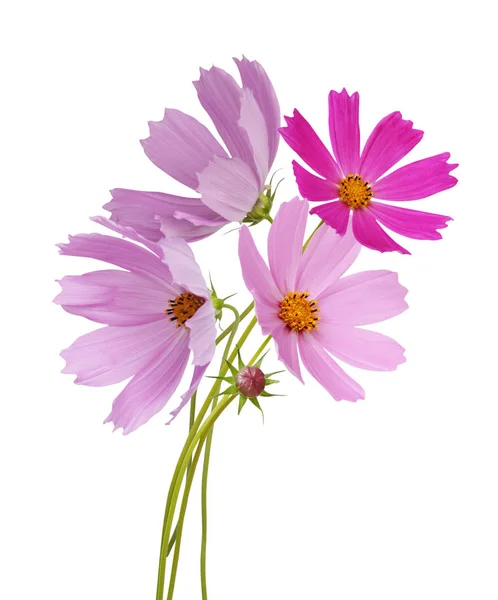 Kosmos Květiny Izolovaných Bílém Pozadí — Stock fotografie