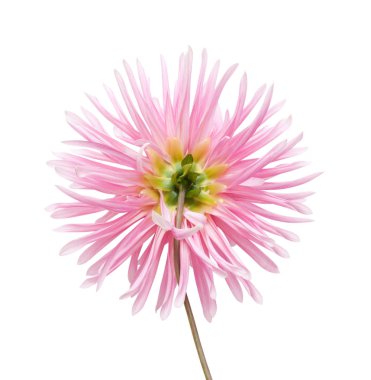 Beyaz arka plan üzerinde izole dahlia çiçeği. Kırpma yolları tasarruf.