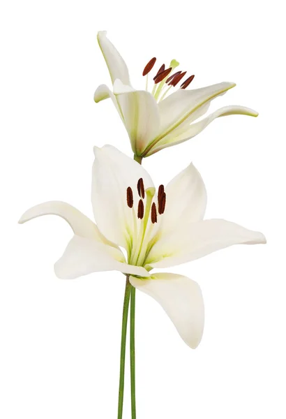 Lindos Lírios Flor Isolada Fundo Branco — Fotografia de Stock