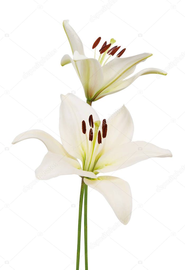 Beautifult lily flower isolated on white background.