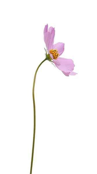 Cosmos Λουλούδια Απομονωθεί Λευκό Φόντο Εξοικονόμηση Διαδρομές Αποκοπής — Φωτογραφία Αρχείου