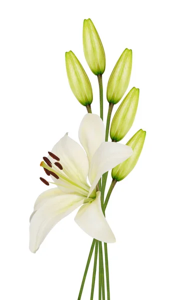 Beautifult Lily Bloem Geïsoleerd Witte Achtergrond — Stockfoto