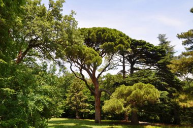 İtalyan çam Park. Botanik adı Pinus pinea.