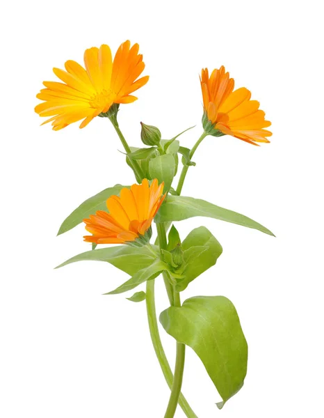 Fleur Calendula Isolée Sur Fond Blanc — Photo