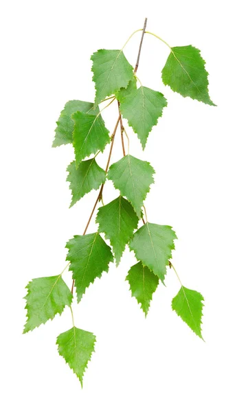 Green Birch Leaves Isolated White Saving Clipping Paths — Stock Photo, Image