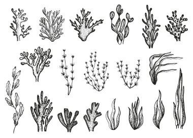 Yosun gıda akvaryum sualtı siluet vektör. derin deniz nesne