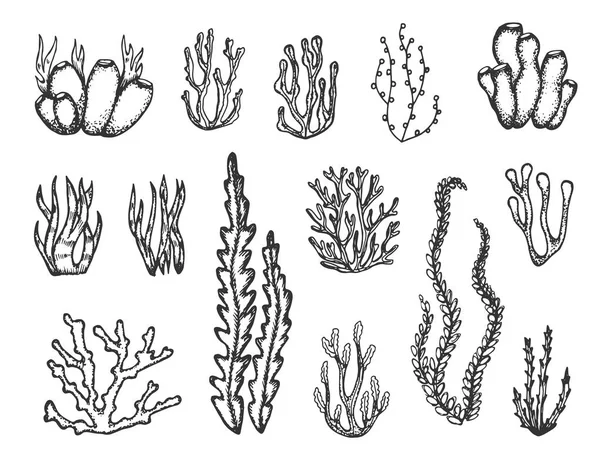 Algas Alimento Acuario Silueta Submarina Vector Objeto Aguas Profundas — Archivo Imágenes Vectoriales