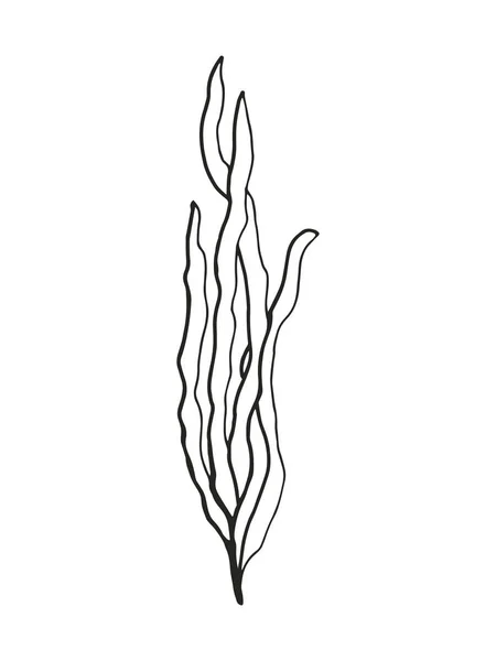 Sea Edible Underwater Algae Vector Sketch Black Hand Drawn Insulated — Stock Vector