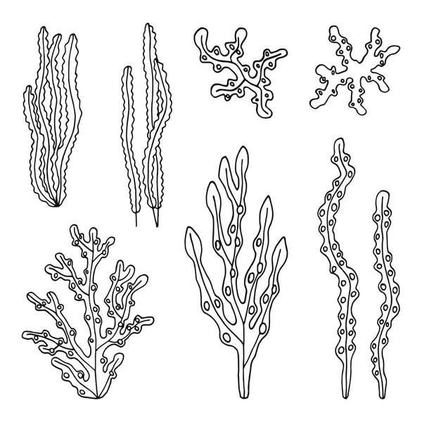 海洋可食水藻类矢量素描 黑色手绘绝缘图 — 图库矢量图片