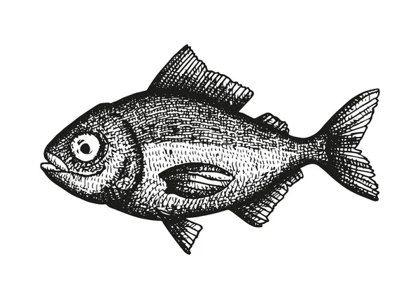 Вектор Рисования Руками Рыб Винтажный Изолированный Элемент — стоковый вектор