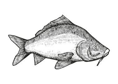 Balık el çizim vektör. Vintage yalıtılmış öğesi.