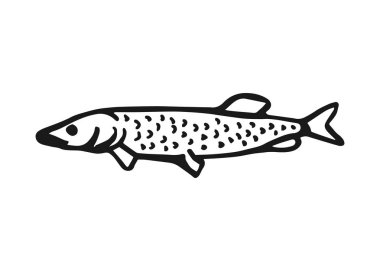 Balık el çizim vektör. Vintage yalıtılmış öğesi.