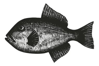 Balık el çizim vektör. Vintage yalıtılmış öğesi.