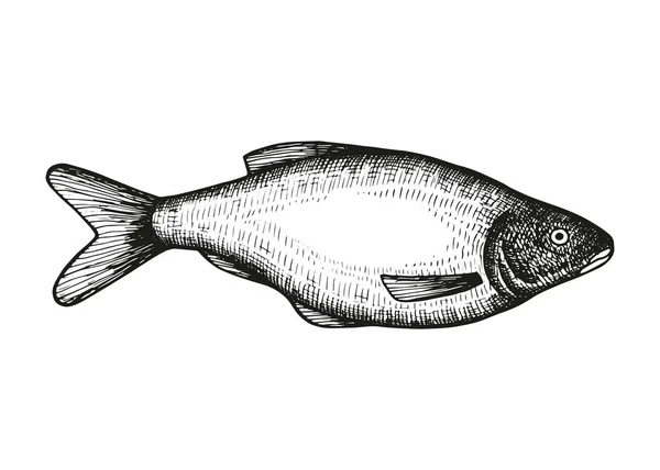 Vettore Disegno Mano Pesce Elemento Isolato Vintage — Vettoriale Stock